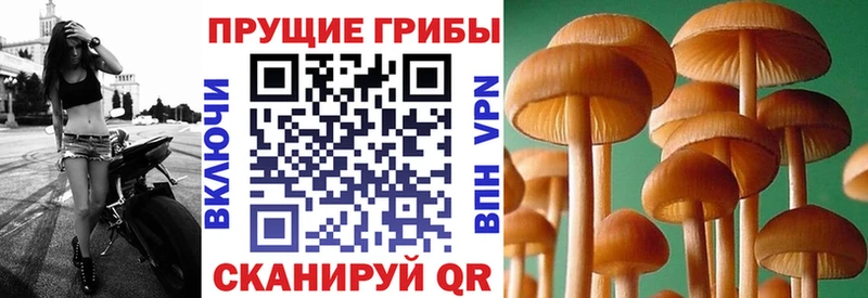 как найти закладки  Сибай  Псилоцибиновые грибы Psilocybe 